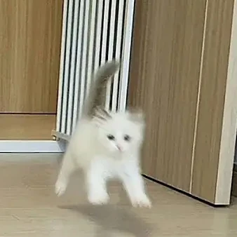 고양이