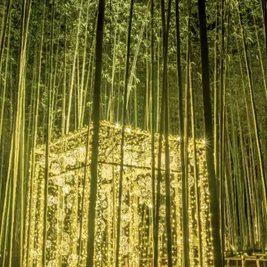 Profile image of 岩本照