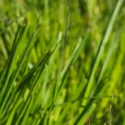 Profile image of 밀짚모자 일행