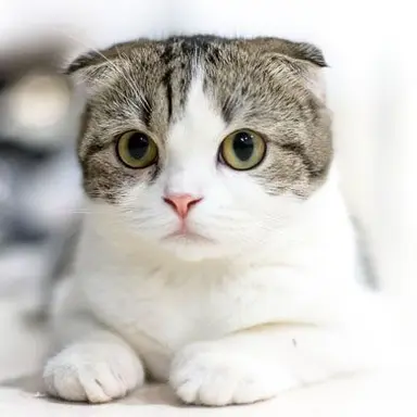 Profile image of 리스너