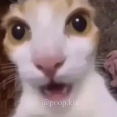 Profile image of 알락꼬리꼬마도요