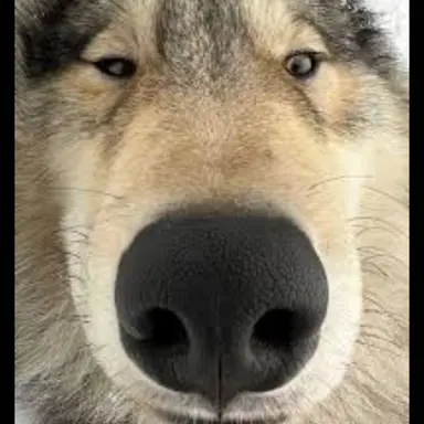 Profile image of 늑대