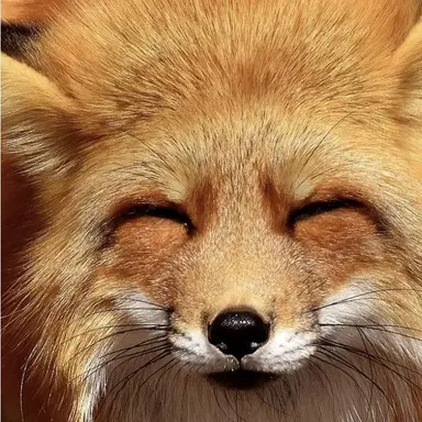 Profile image of 여우