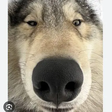 Profile image of 늑대