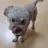 뽀또