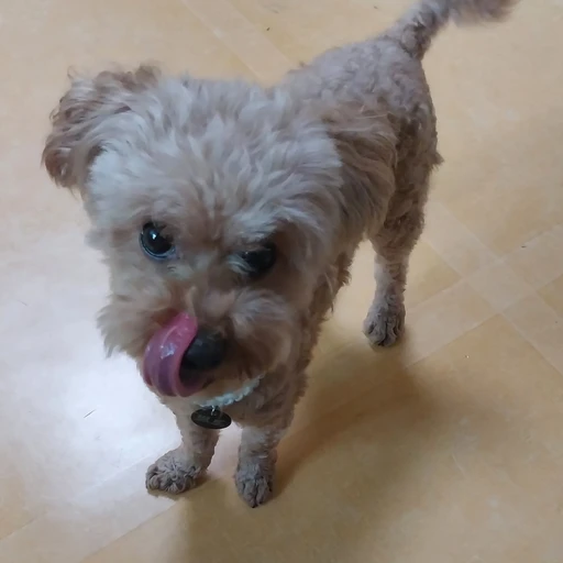 뽀또