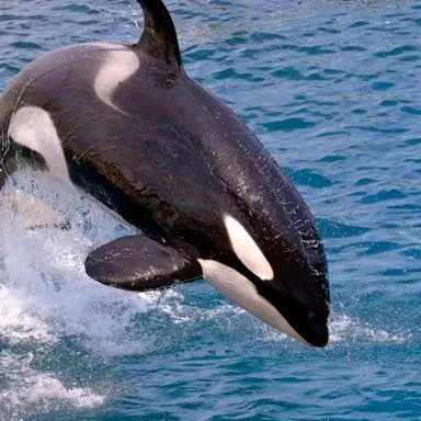 Profile image of 오르카