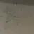 드라이 플라워 쿠키