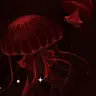 Profile image of 鵺神様