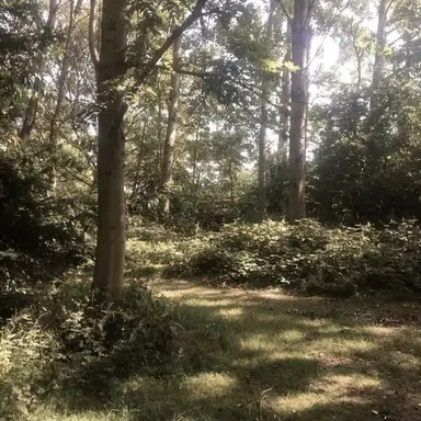 Profile image of 시즈쿠