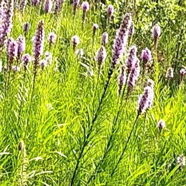 Profile image of 츠바키