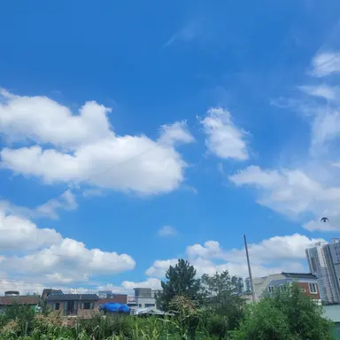 Profile image of 팀샐고와 여우