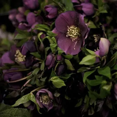 Profile image of 호시나 소우시로