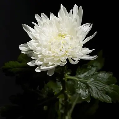 Profile image of 괜찮아요님x불좀꺼님