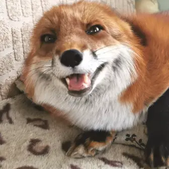 Profile image of 여우