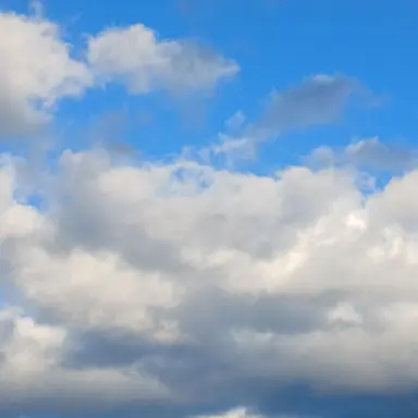 Profile image of 천장미