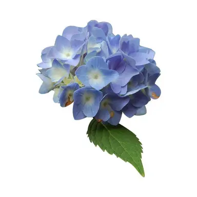 Profile image of Sua