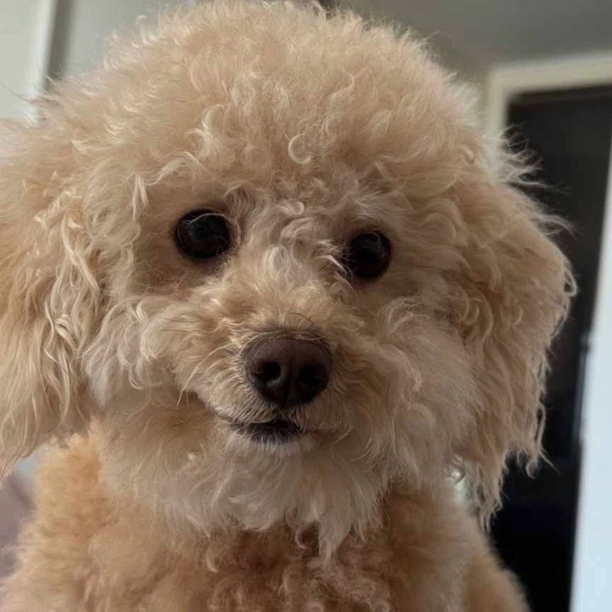 랑이