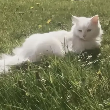 Profile image of 메로