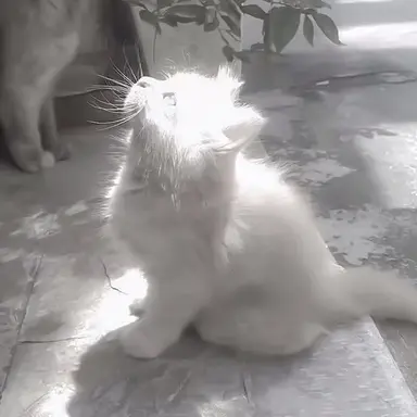 Profile image of 네히