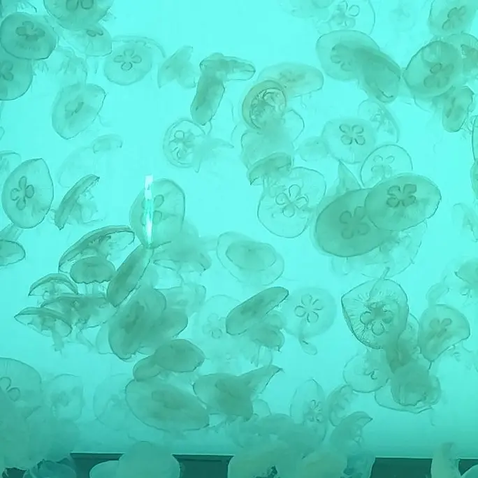 jellyfish.397.의 わからせ