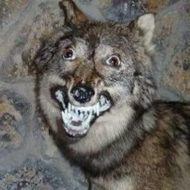 Profile image of 늑대