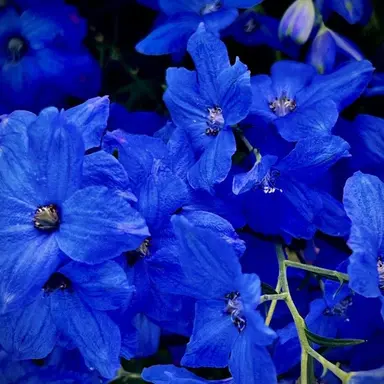 Profile image of 파이브