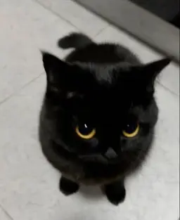 Profile image of Wooyung
