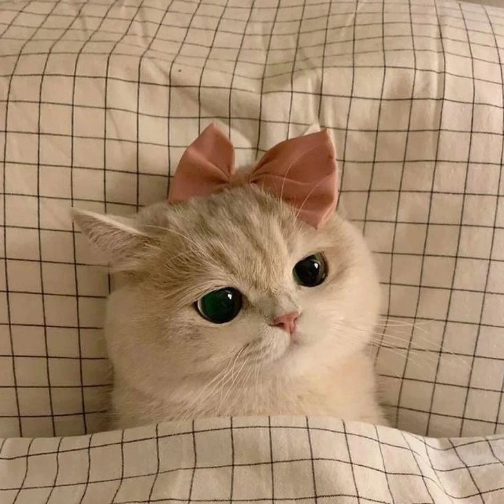뱍셩호