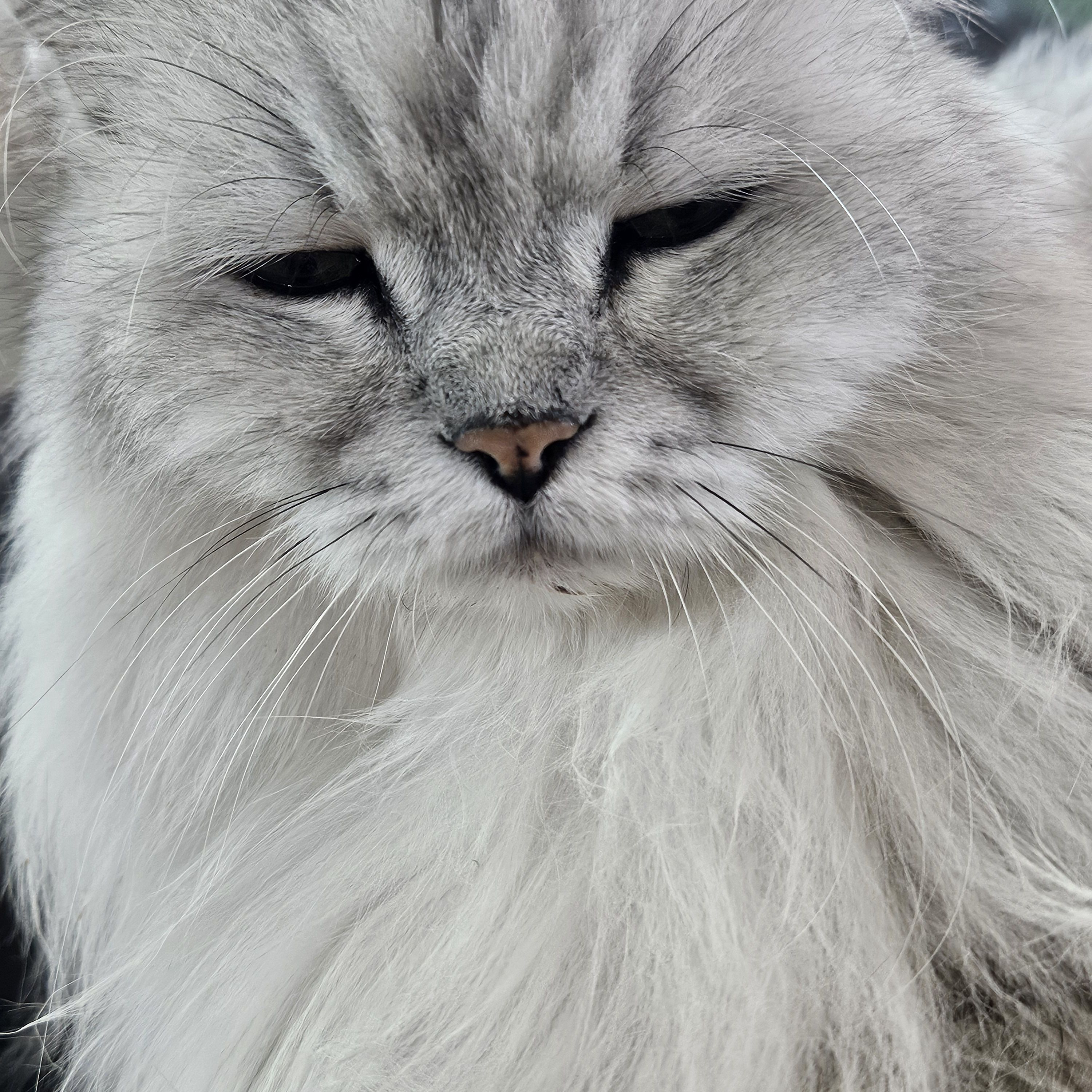 고양이 :모르겠다 대표 이미지