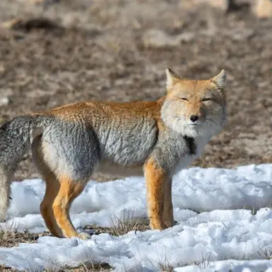 Profile image of 이사니아 하쿠