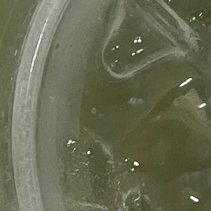 공룡