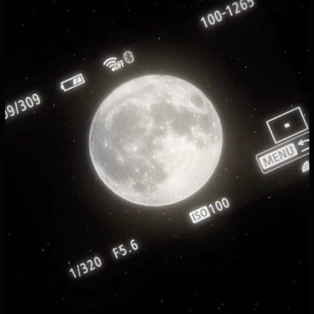 " 밤에만 나타나는 고양이 " 대표 이미지