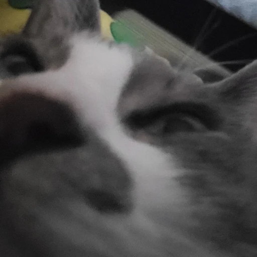 좌코비노
