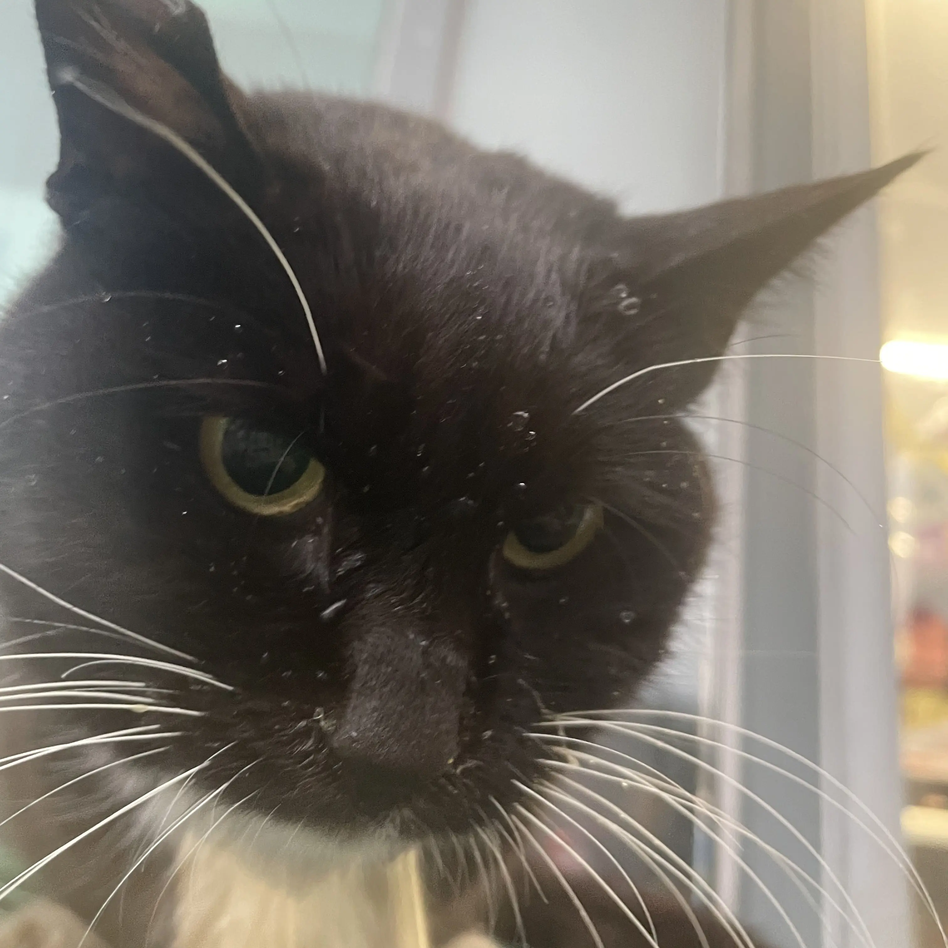 GoldenSlice6092의 지붕뚫고 하이킥