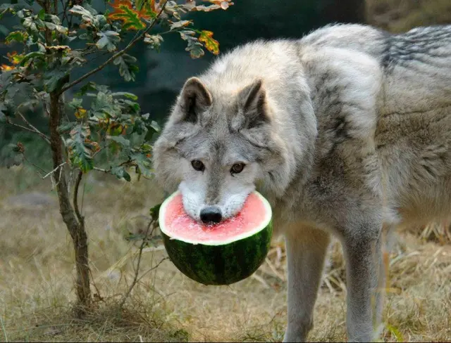 Profile image of 늑대