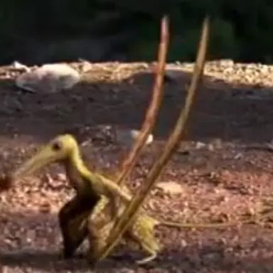 Profile image of 랑포림쿠스