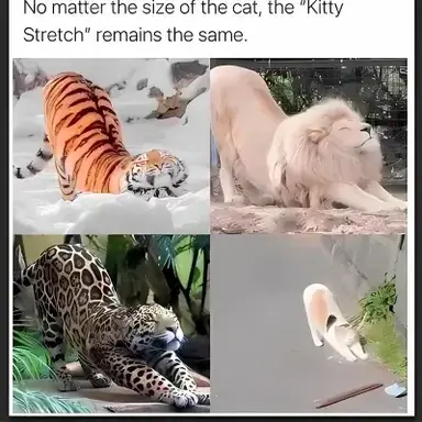 Profile image of Warrior Cats