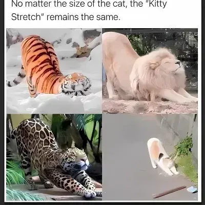 FlatFranc8728의 Warrior Cats