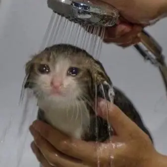 Profile image of 야코 큐비