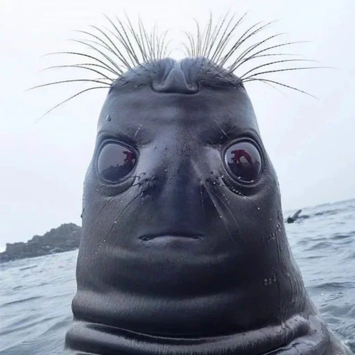 앵앵따