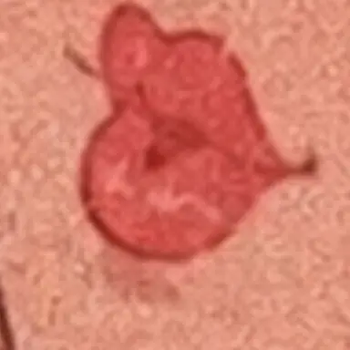 Profile image of オーガスタ