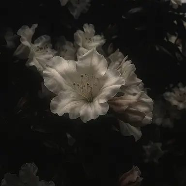 Profile image of 아이쇼