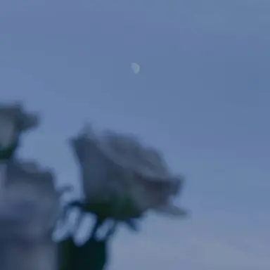 Profile image of 鯉登