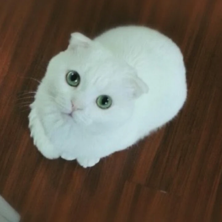 두부