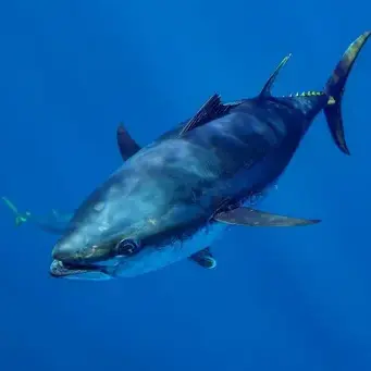 diver.의 다랑어