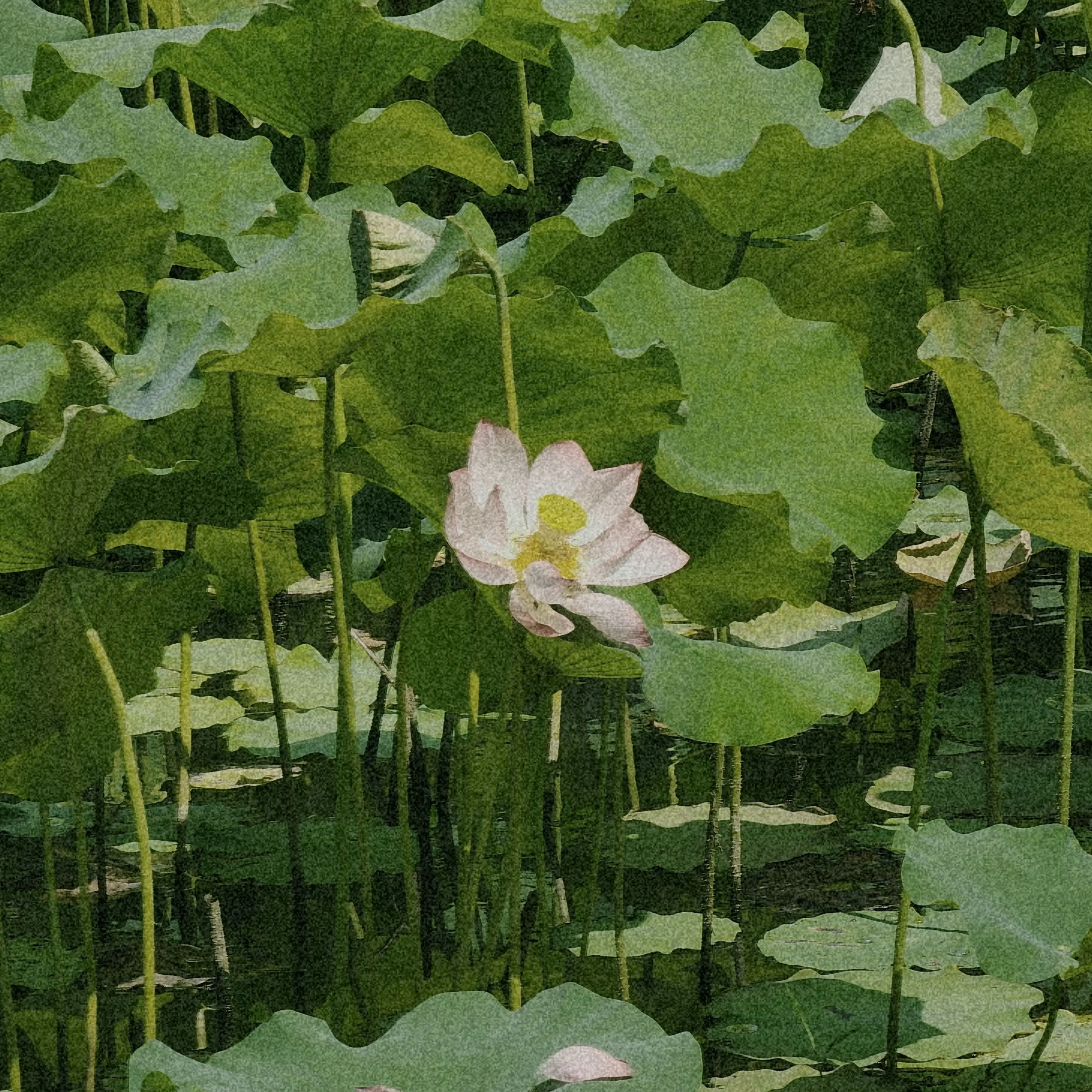 H.J0310의 心深中有愛