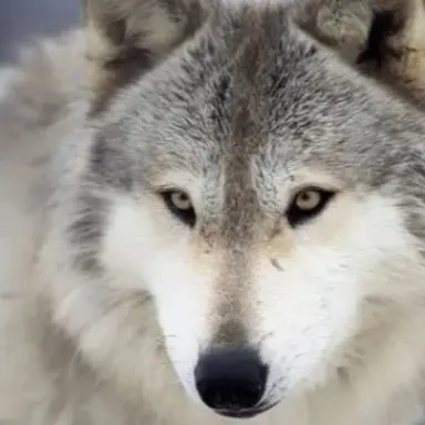 Profile image of 늑대
