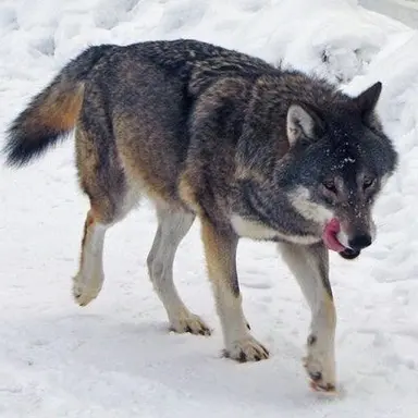 Profile image of 늑대