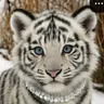 Profile image of ハク